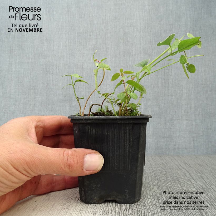 Spécimen de Pervenche difforme ou intermédiaire - Vinca difformis Godet de 8/9 cm tel que livré en automne
