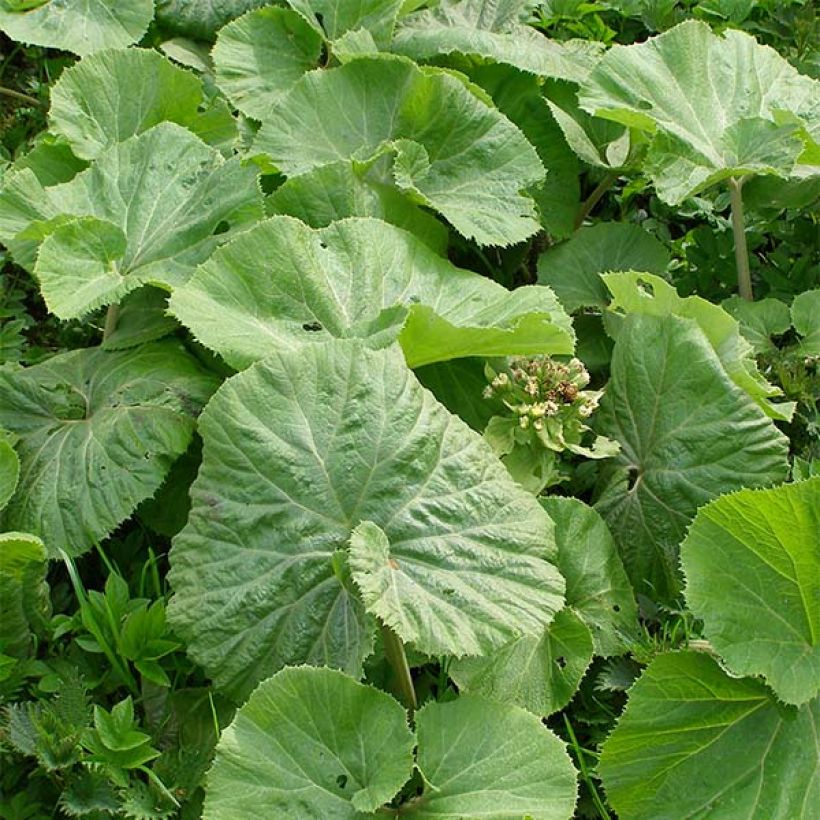 Petasites albus - Pétasite blanc (Foliage)