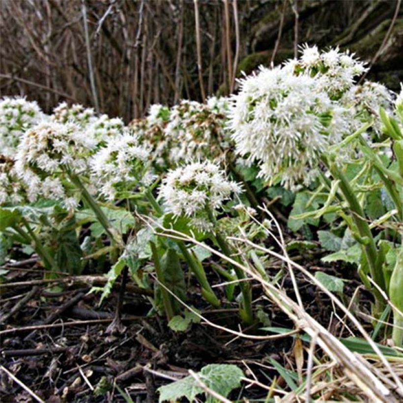 Petasites albus - Pétasite blanc (Flowering)