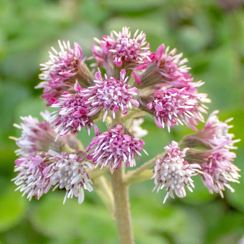 Petasites fragrans - Héliotrope d'hiver (Flowering)