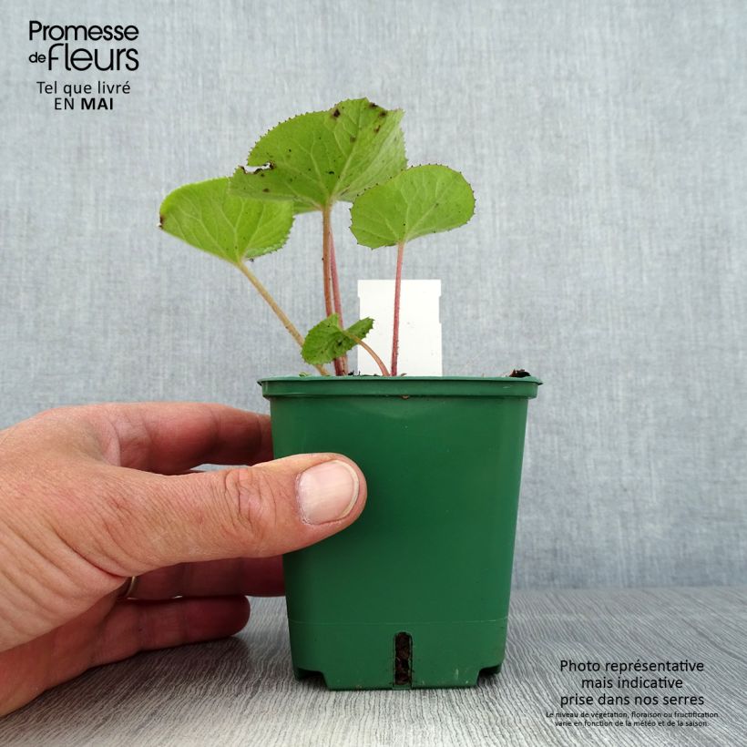 Example of Petasites fragrans - Héliotrope d'hiver Godet de 8/9 cm as you get in printemps