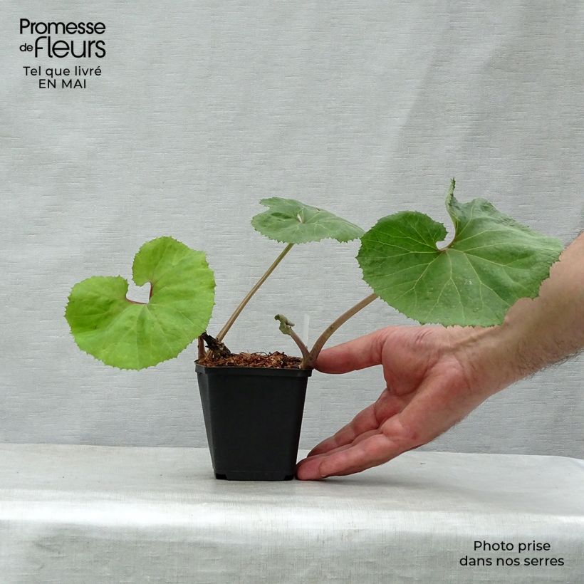 Example of Petasites japonicus Giganteus - Pétasite japonaise Giganteus Godet de 8/9 cm as you get in printemps