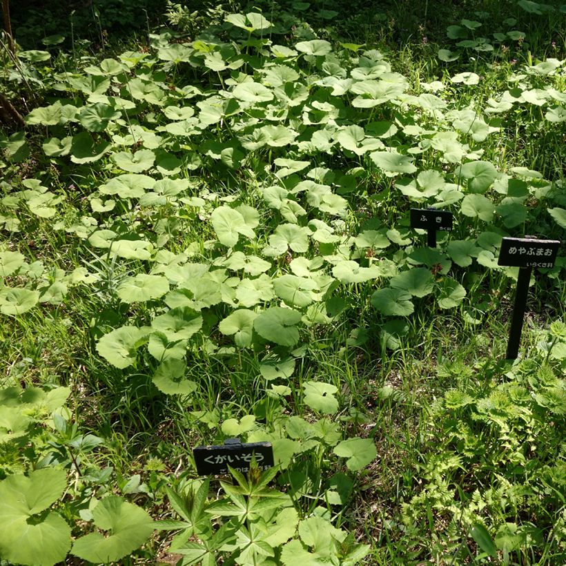 Petasites japonicus - Pétasite du Japon (Port)