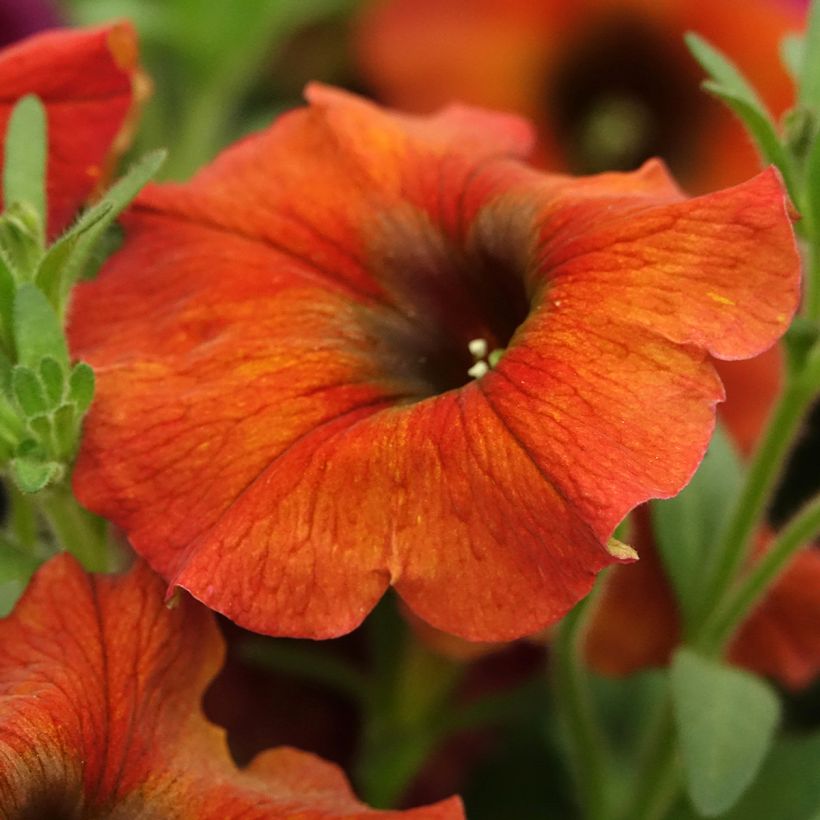 Pétunia BeautiCal Cinnamon - Petchoa hybrida (Floraison)