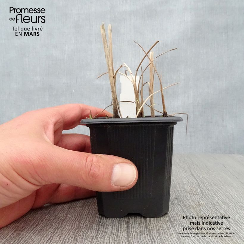 Example of Petite massette - Typha minima Godet de 8/9 cm as you get in printemps