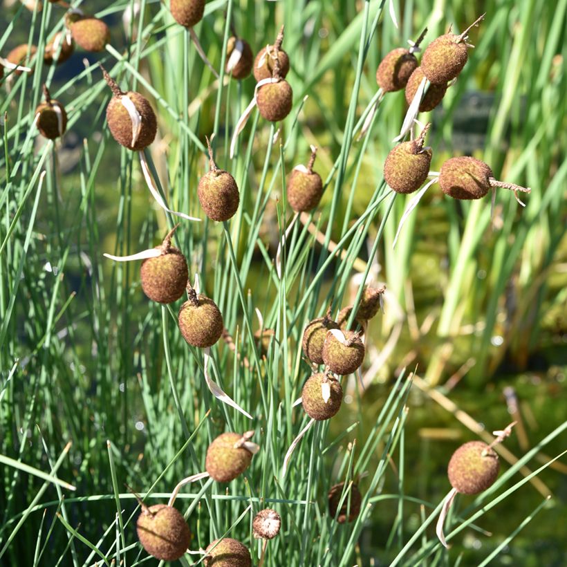 Petite massette - Typha minima (Plant habit)