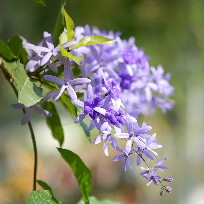 Petrea volubilis - Liane de Saint Jean (Floraison)