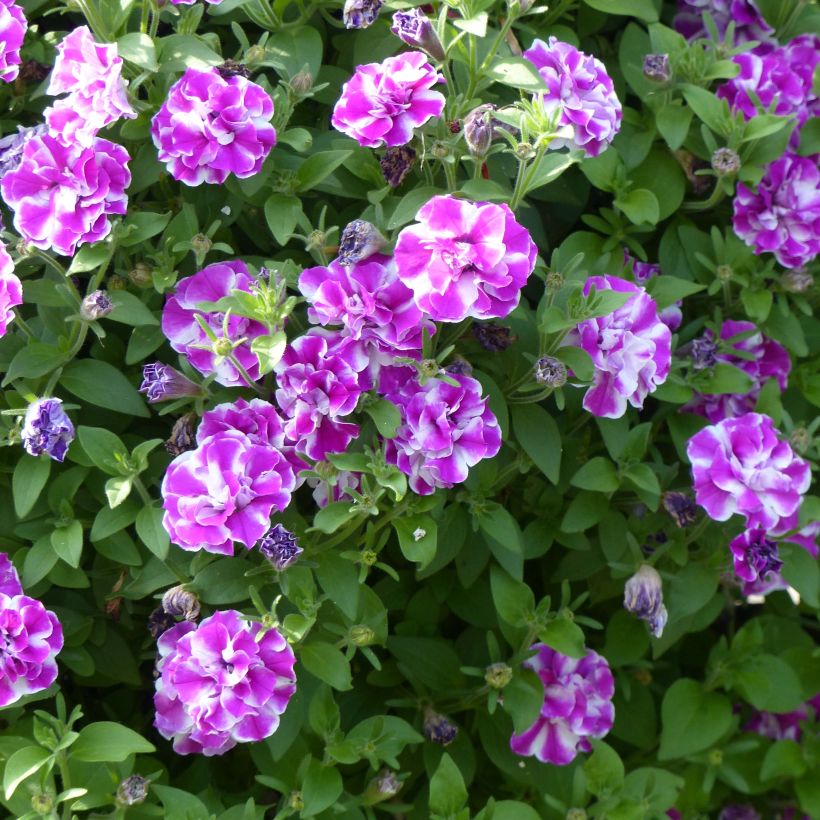 Pétunia Amarena Twist (Flowering)