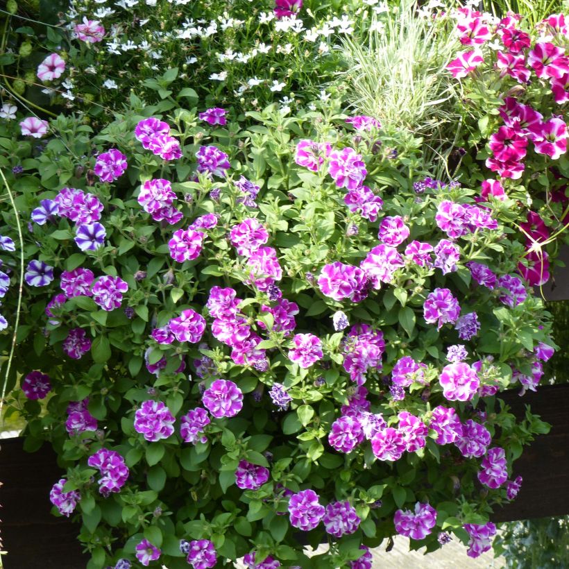 Pétunia Amarena Twist (Plant habit)