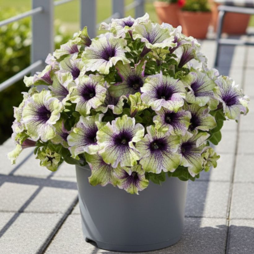 Pétunia Amazonas Plum Cockatoo (Plant habit)