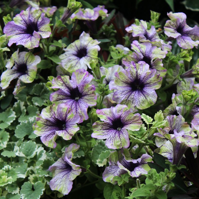 Pétunia Amazonas Plum Cockatoo (Flowering)
