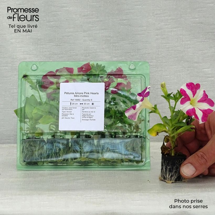 Spécimen de Pétunia Amore Pink Hearts Mini-motte Ø 3/4 cm tel que livré au printemps