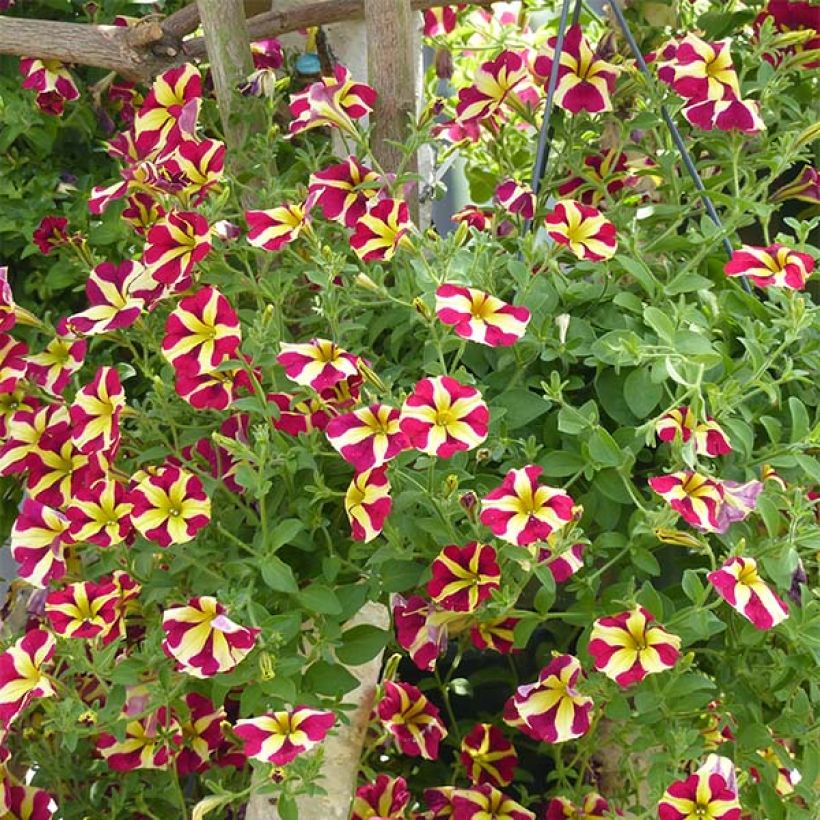 Pétunia Amore Queen of Hearts (Plant habit)