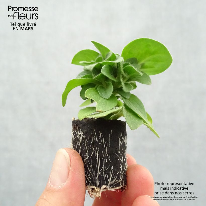 Example of Pétunia Amore Queen of Hearts Mini-motte Ø 3/4 cm, Plant vert d'environ 5 à 10 cm de haut as you get in printemps