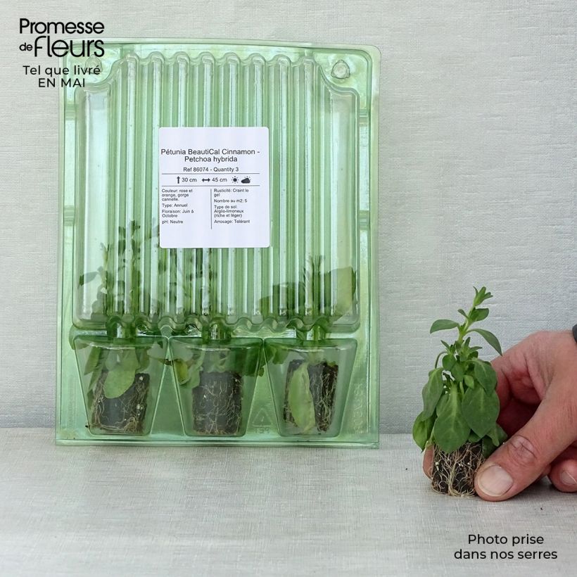 Example of Pétunia BeautiCal Cinnamon - Petchoa hybrida Mini-motte Ø 3/4 cm, Plant vert de 5 à 10 cm de haut as you get in printemps