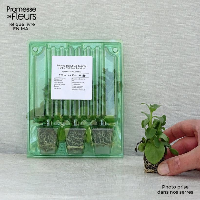 Example of Pétunia BeautiCal Sunray Pink - Petchoa hybrida Mini-motte Ø 3/4 cm, Plant vert de 5 à 10 cm de haut as you get in printemps