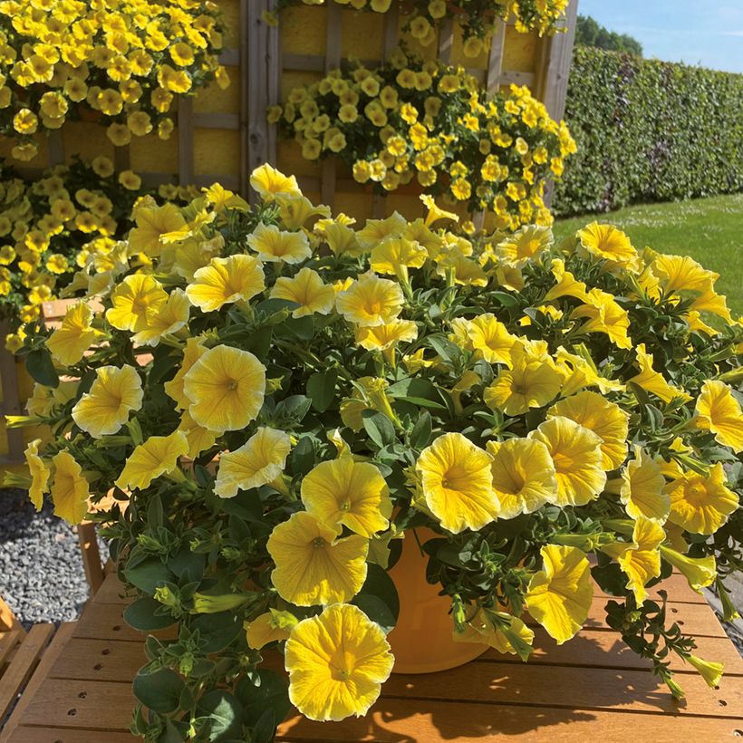 Pétunia Bee's Knees (Floraison)