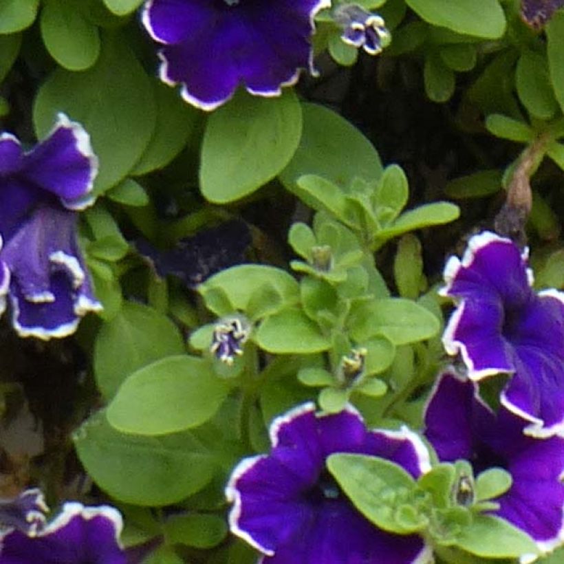Pétunia Blue Picotee (Foliage)