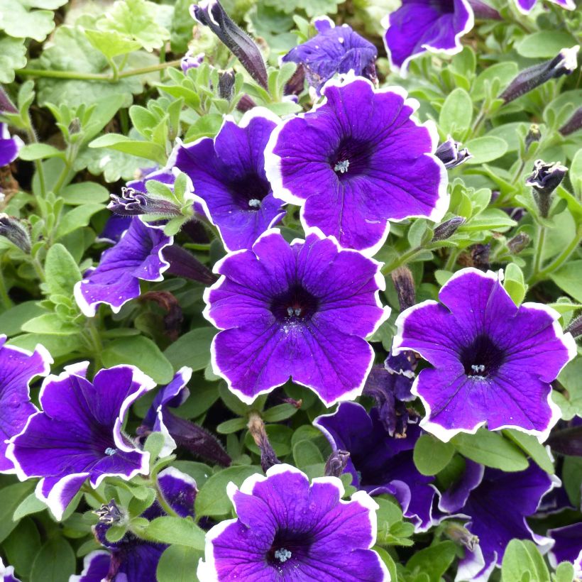 Pétunia Blue Picotee (Flowering)
