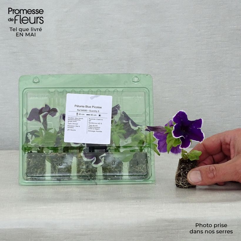Example of Pétunia Blue Picotee Mini-motte Ø 1,5/2,5 cm, Plant vert de 5 à 10 cm de haut as you get in printemps