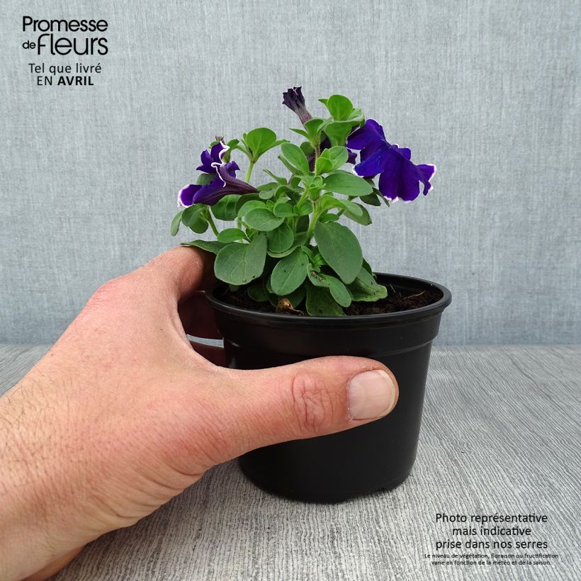 Example of Pétunia Blue Picotee Godet de 8/9 cm as you get in printemps