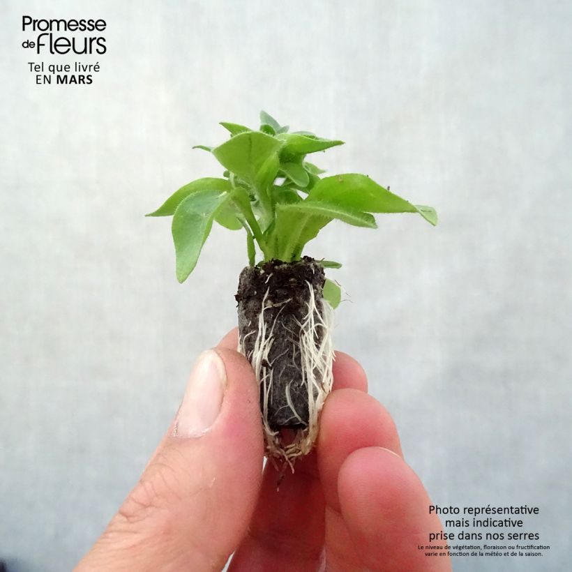 Example of Petunia Capella Hello Yellow Mini-motte Ø 3/4 cm as you get in printemps