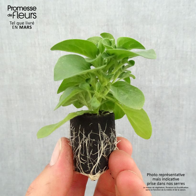 Spécimen de Pétunia Cascadias Bicolor Cabernet Mini-motte Ø 3/4 cm, Plant vert de 5 à 10 cm de haut tel que livré au printemps