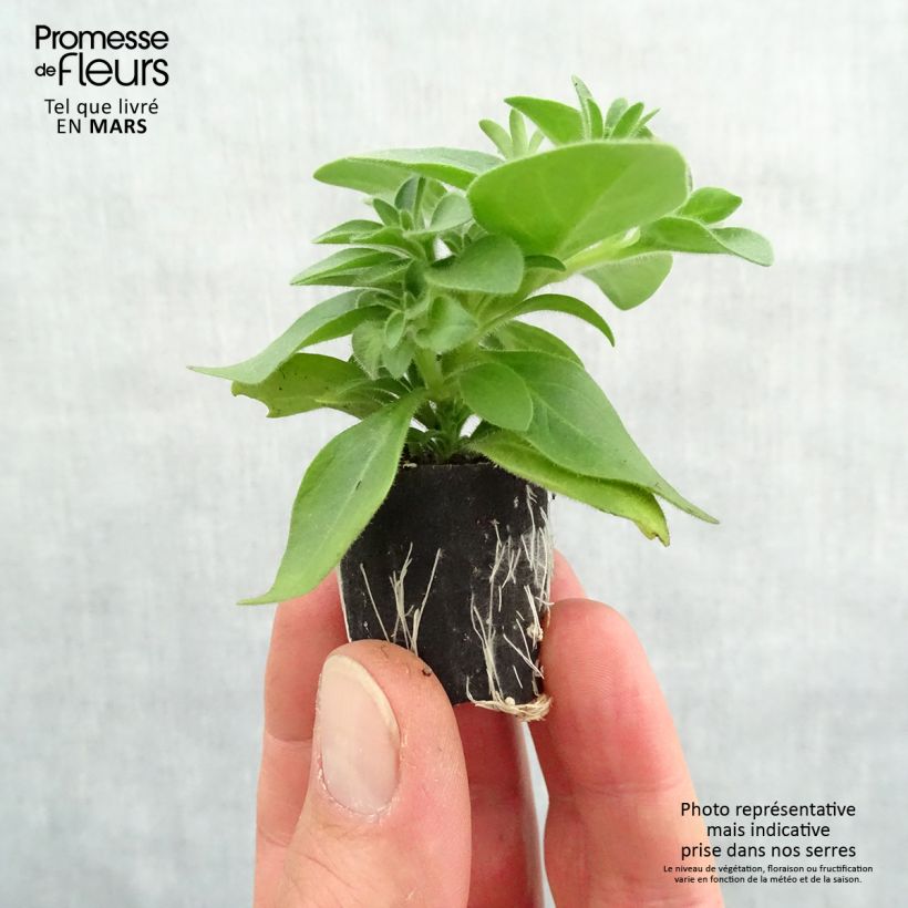 Example of Pétunia Cascadias Indian Summer Mini-motte Ø 3/4 cm, Plant vert de 5 à 10 cm de haut as you get in printemps