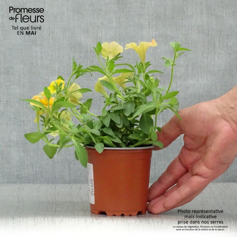 Example of Pétunia Cascadias Indian Summer Godet de 8/9 cm as you get in printemps