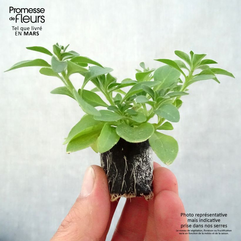 Example of Pétunia Cascadias Rim Magenta Mini-motte Ø 3/4 cm, Plant vert de 5 à 10 cm de haut as you get in printemps