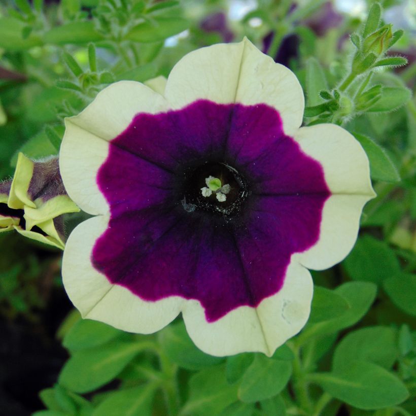 Pétunia Cascadias Rim Magenta (Flowering)
