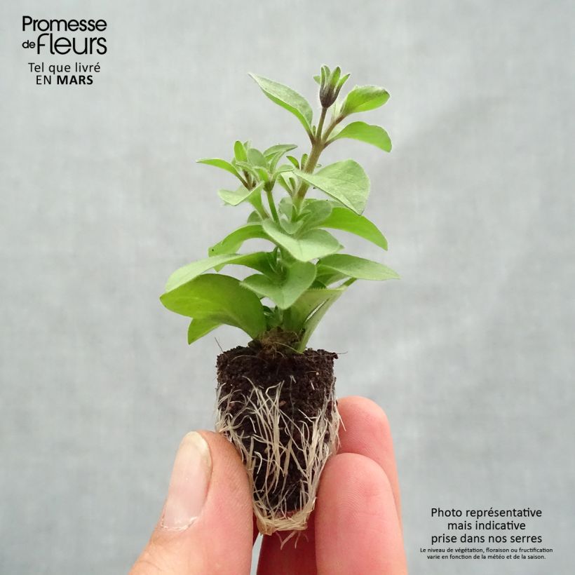 Example of Pétunia Chocolina Mini-motte Ø 1,5/2,5 cm, Livré en plant vert de 5 à 10 cm de hauteur as you get in printemps