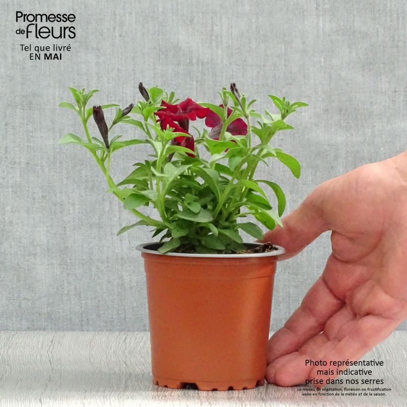 Example of Pétunia Chocolina Godet de 8/9 cm as you get in printemps