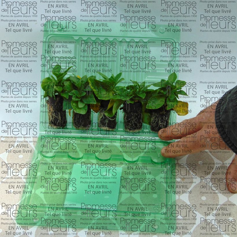 Exemple de spécimen de Pétunia Corona Rose Rim Mini-motte Ø 3/4 cm, Plant vert de 5 à 10 cm de haut tel que livré