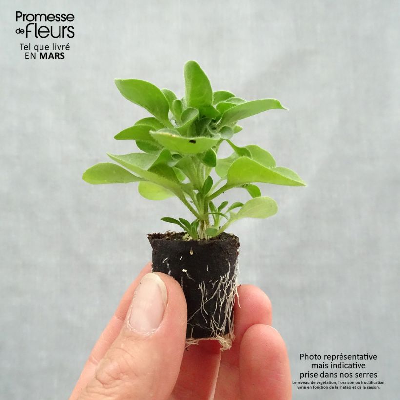 Example of Petunia Crazytunia Cosmic Purple Mini-motte Ø 1,5/2,5 cm as you get in printemps