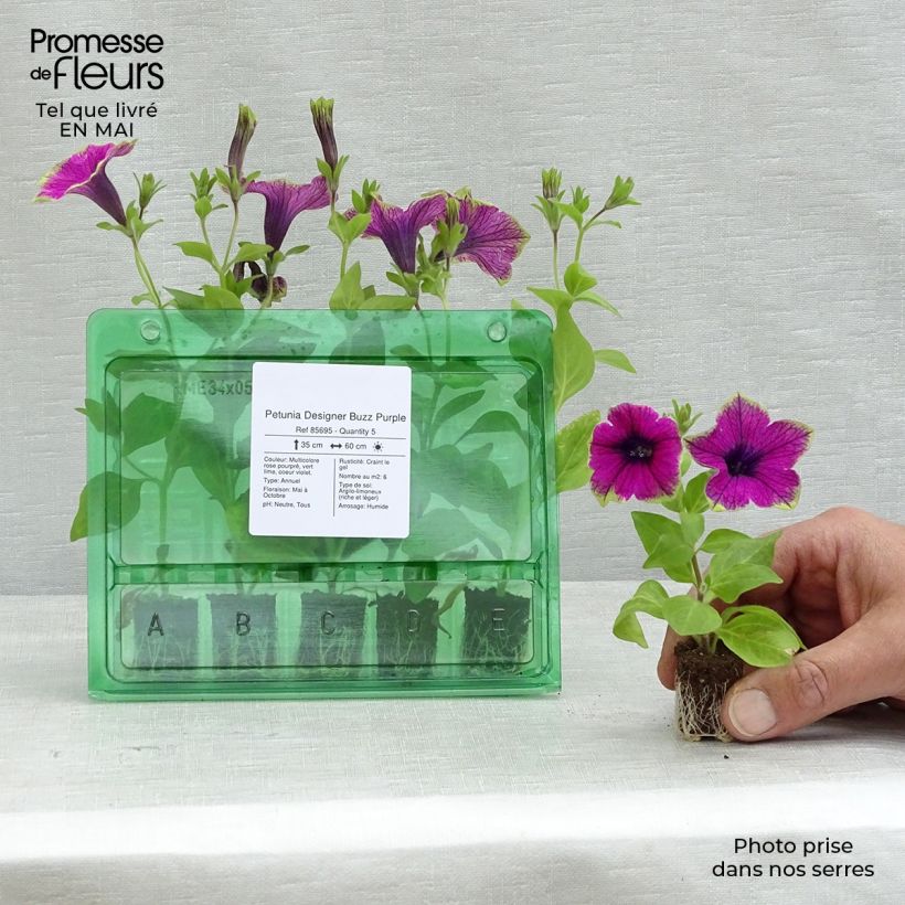 Example of Petunia Designer Buzz Purple Mini-motte Ø 1,5/2,5 cm, Plant vert de 5 à 10 cm de haut as you get in printemps