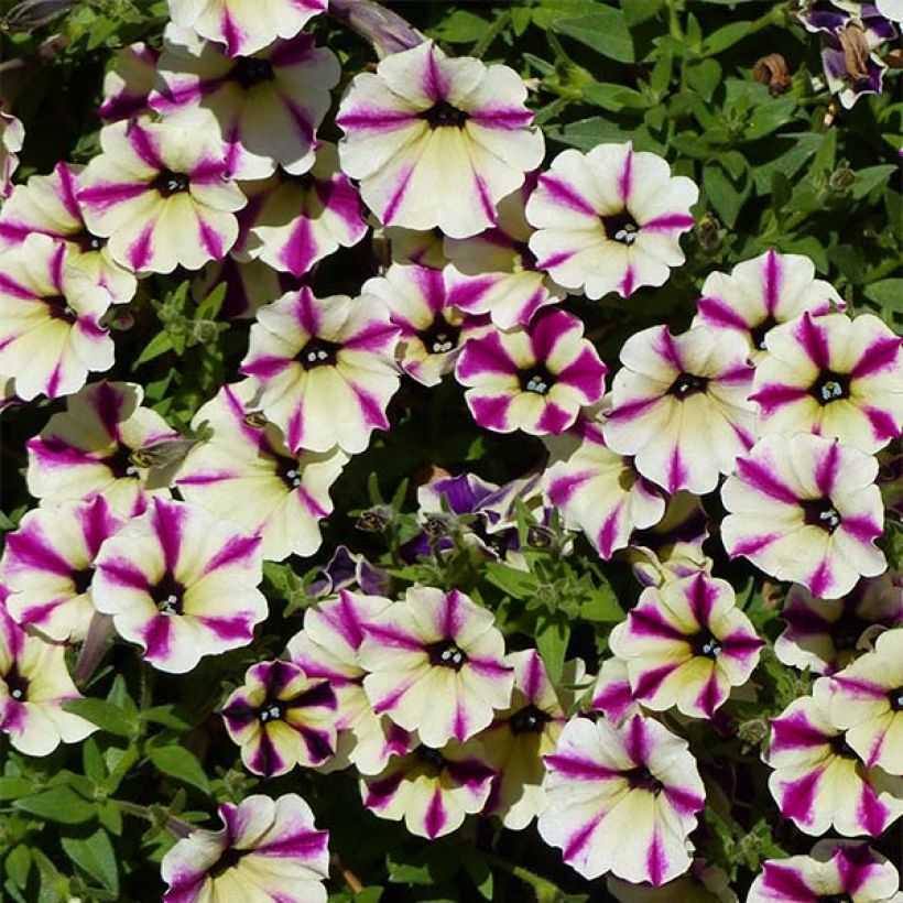 Pétunia Dreamstar (Floraison)