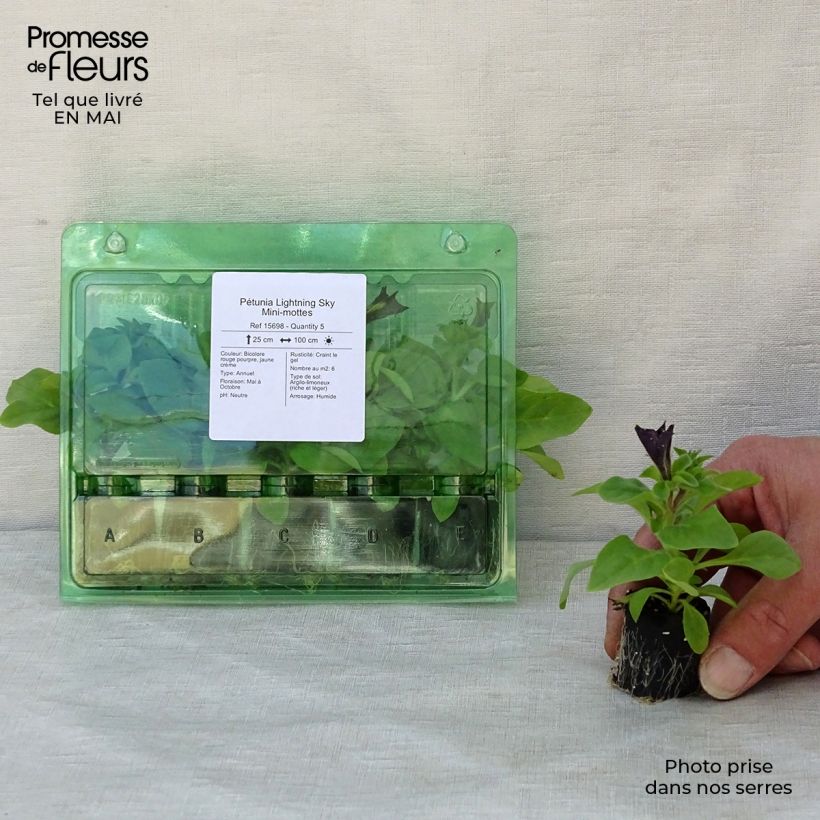 Spécimen de Pétunia Lightning Sky Mini-motte Ø 3/4 cm tel que livré au printemps