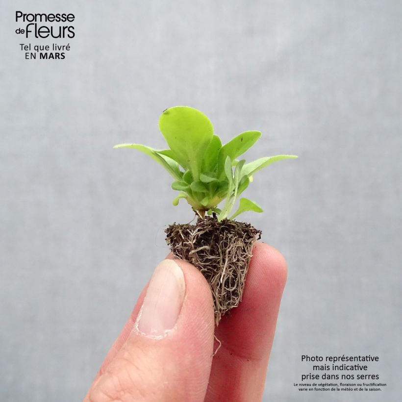 Example of Pétunia Mambo en mélange Minimotte : motte 2,2 cm x 2 cm en plaque de culture par 35 as you get in printemps