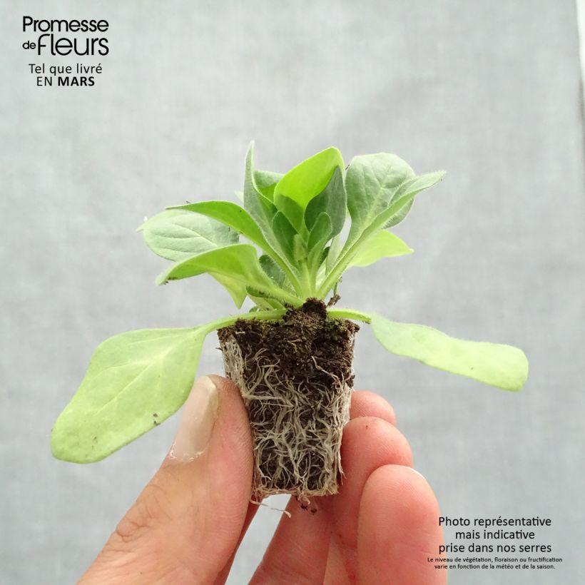 Spécimen de Pétunia Parure en mélange Jardimotte : motte 3,8 cm x 3,2 cm en plaque de culture par 16 tel que livré au printemps