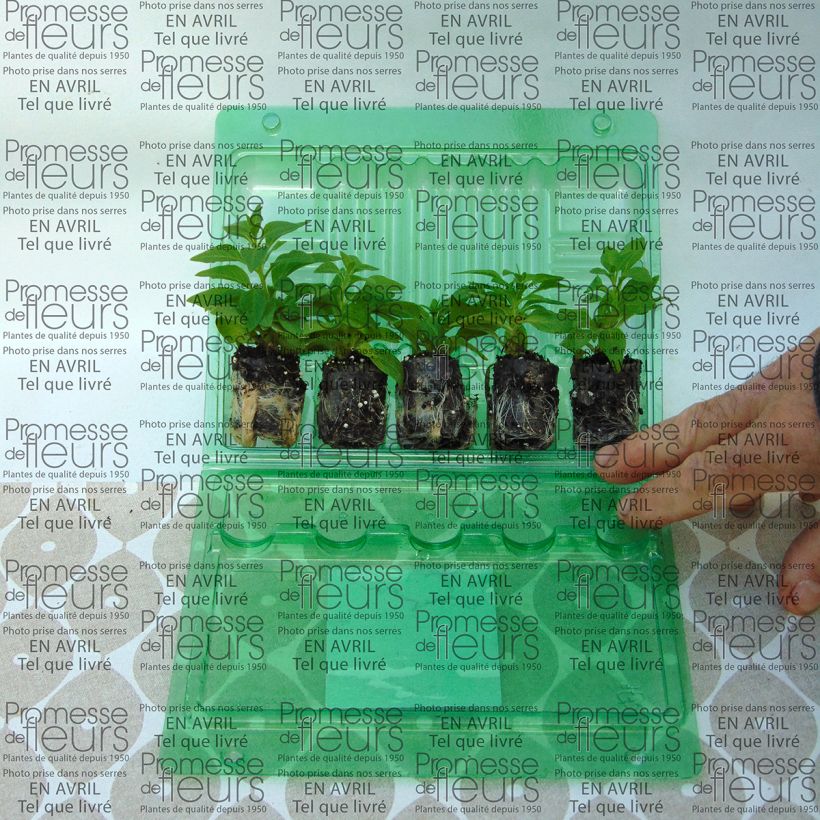 Example of Petunia Pink Star Mini-motte Ø 3/4 cm, Plant vert d'environ 5 à 10 cm de haut as you get