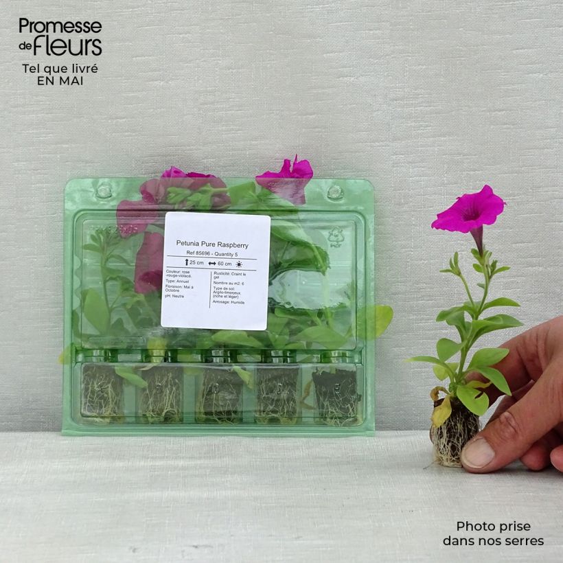 Spécimen de Petunia Pure Raspberry Mini-motte Ø 1,5/2,5 cm, Plant vert de 5 à 10 cm de haut tel que livré au printemps