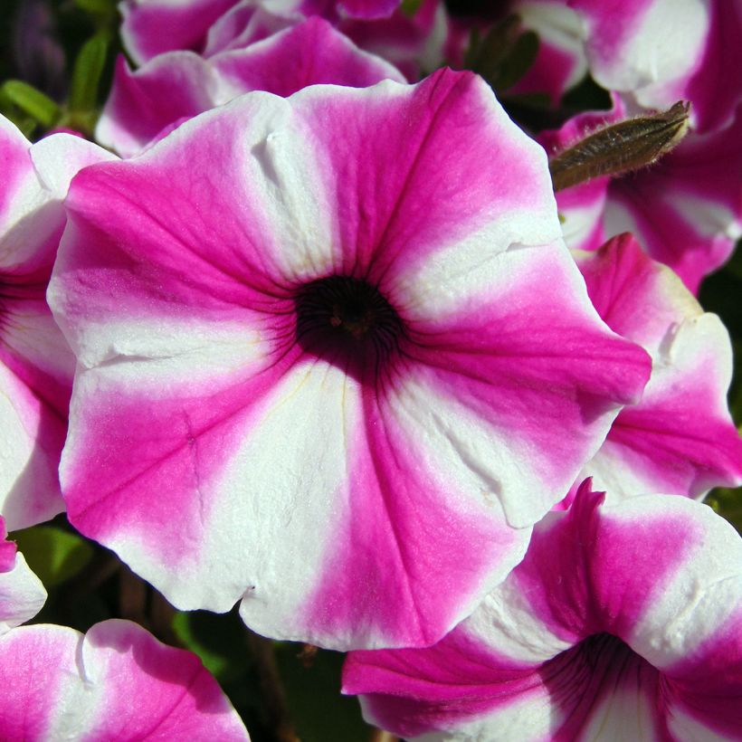 Pétunia Supertunia Raspberry Star (Flowering)