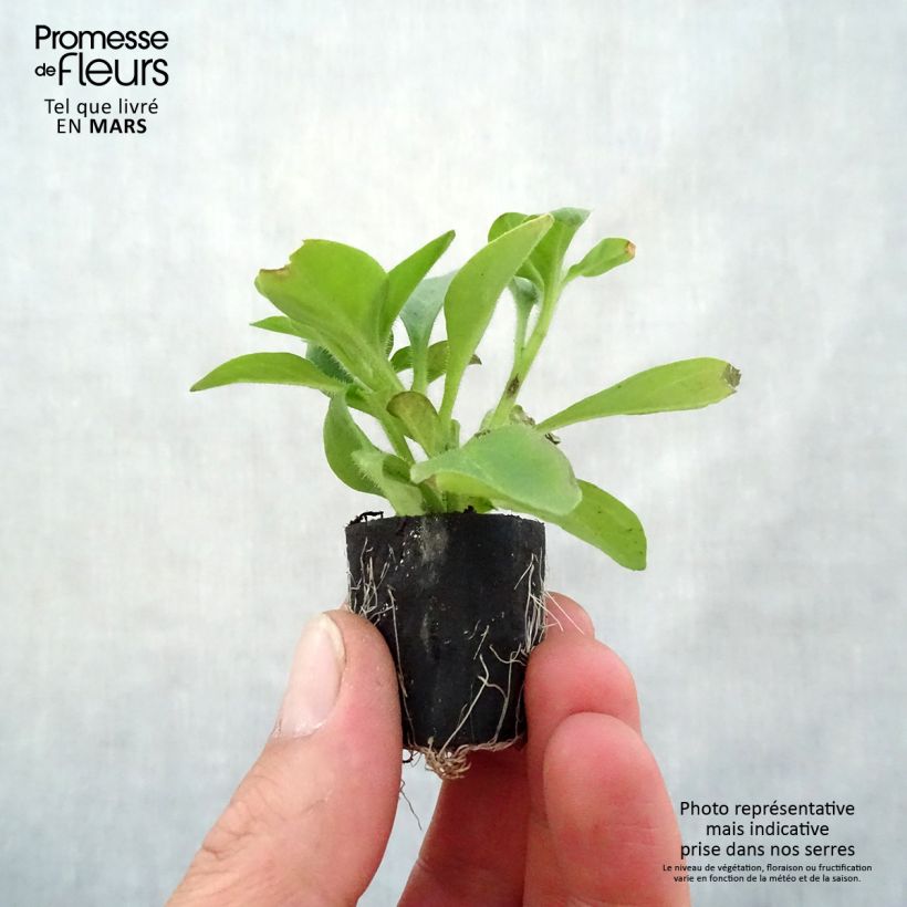 Example of Petunia Red Carpet Collection Rimarkable Mini-motte Ø 1,5/2,5 cm as you get in printemps