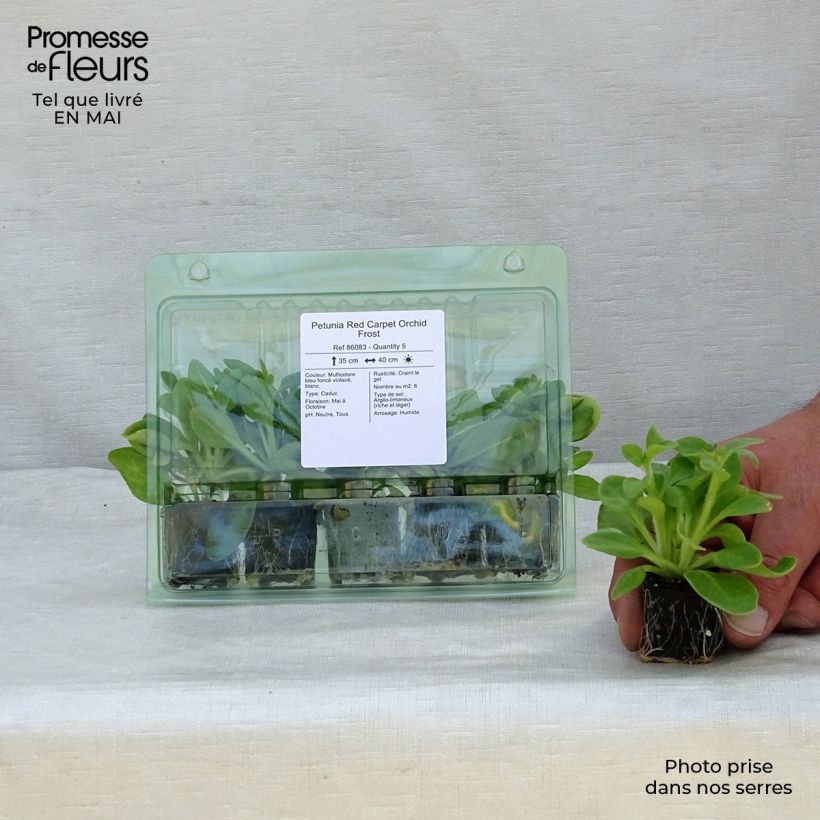 Spécimen de Petunia Red Carpet Orchid Frost Mini-motte Ø 3/4 cm, Plant vert de 5 à 10 cm de haut tel que livré au printemps