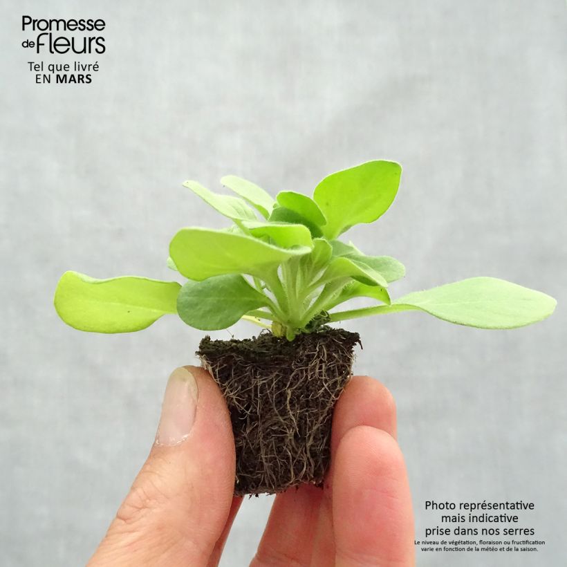 Example of Pétunia Sophistica Blackberry Jardimotte : motte 3,8 cm x 3,2 cm en plaque de culture par 16, Plant vert de 5 à 10 cm de haut as you get in printemps