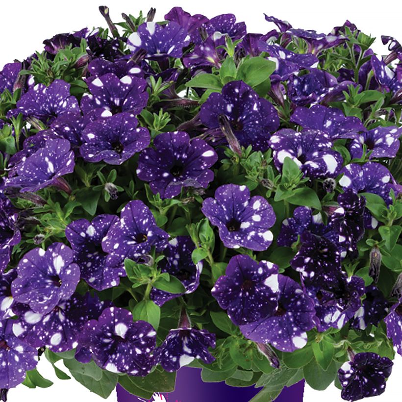 Petunia Splash Dance Bolero Blue (Floraison)