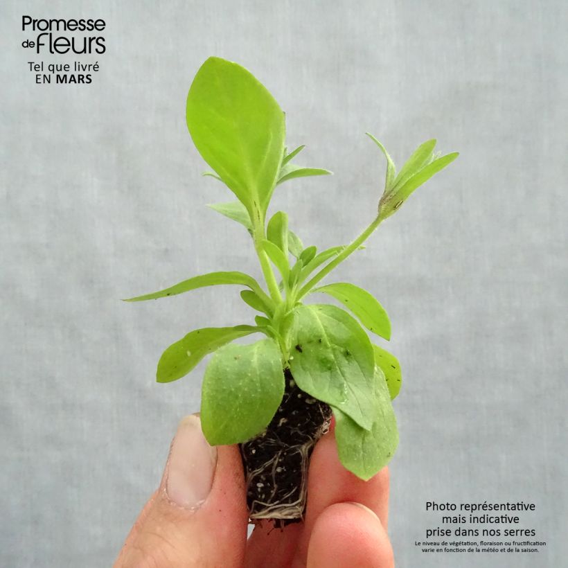 Example of Petunia Splash Dance Magenta Mambo Mini-motte Ø 3/4 cm as you get in printemps