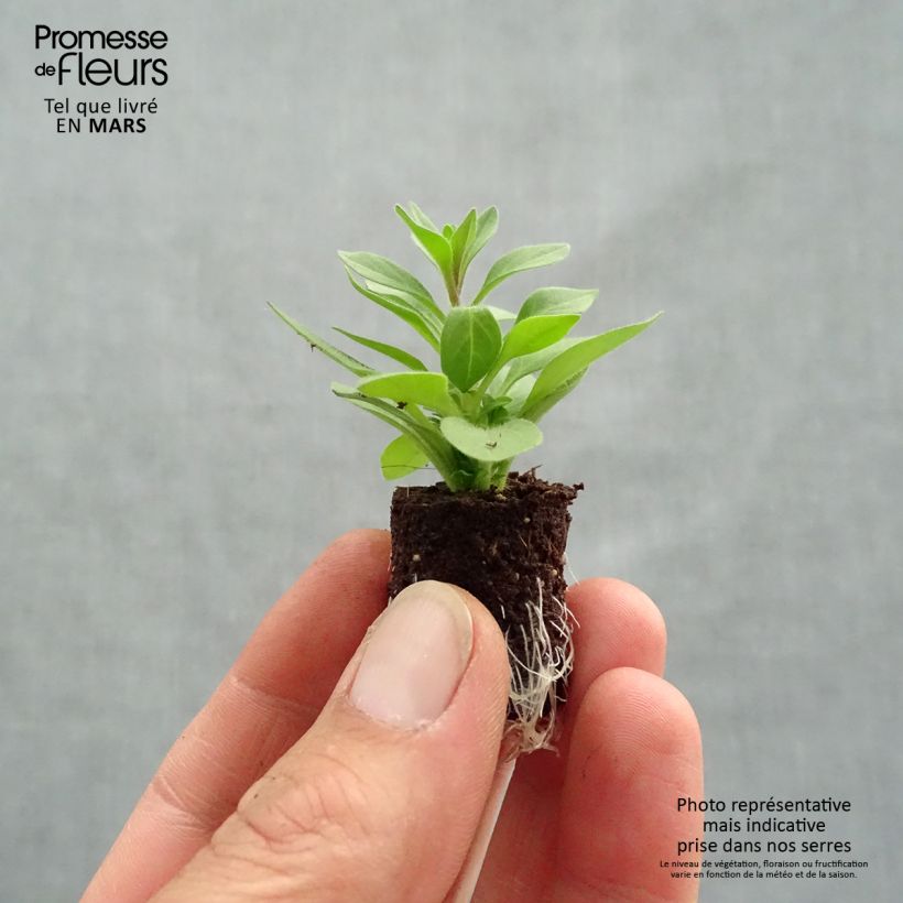 Example of Pétunia Supertunia Mini Vista Violet Star Mini-motte Ø 1,5/2,5 cm as you get in printemps