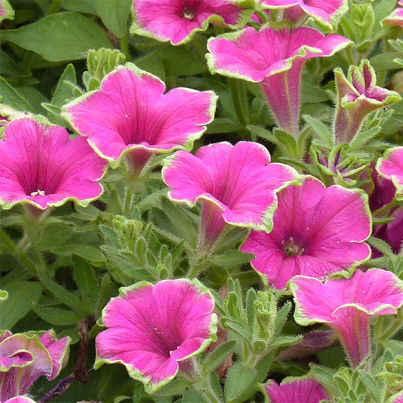 Pétunia Supertunia Picasso in Pink (Flowering)